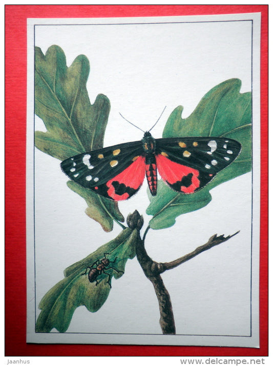Liometopum microcephalum - The Scarlet Tiger Moth , Callimorpha dominula - insects - 1987 - Russia USSR - unused - JH Postcards