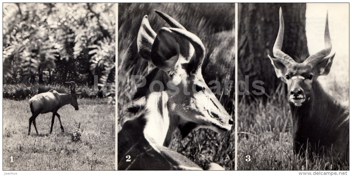 antelope Kaama , Kudu , Nyala - Askania-Nova Reserve - 1974 - Ukraine USSR - unused - JH Postcards