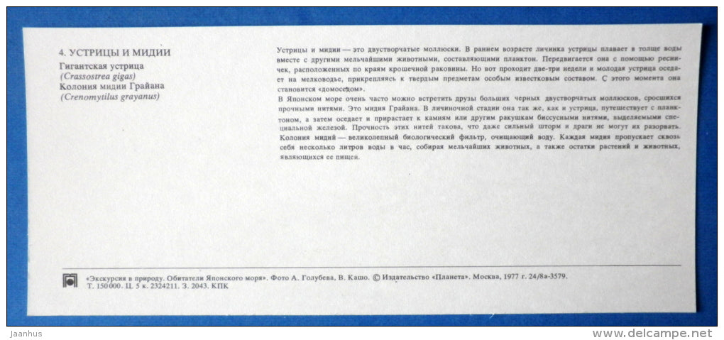 Pacific oyster , Crassostrea gigas - Crenomytilus grayanus - mussel - Japanese sea - 1977 - Russia USSR - unused - JH Postcards
