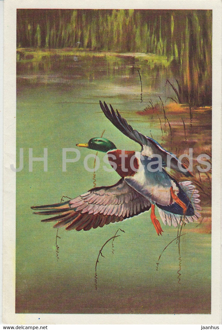 Duck - birds - illustration - John Dickinson - 1972 - United Kingdom - used - JH Postcards