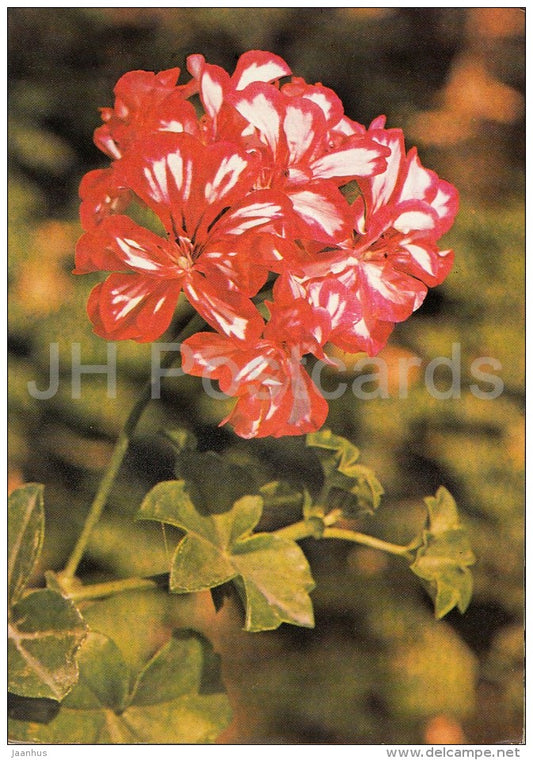 Mexicanerin - flowers - Geranium - 1985 - Czech - Czechoslovakia - unused - JH Postcards
