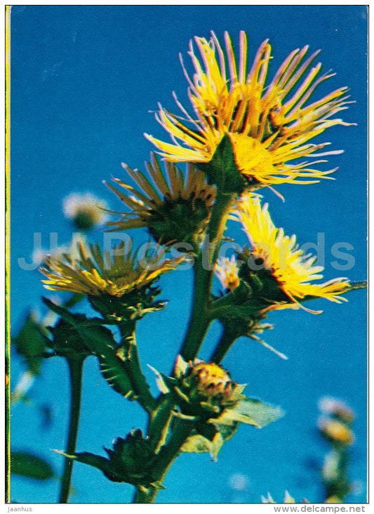Elecampane - Inula helenium - Medicinal Plants - 1983 - Russia USSR - unused - JH Postcards