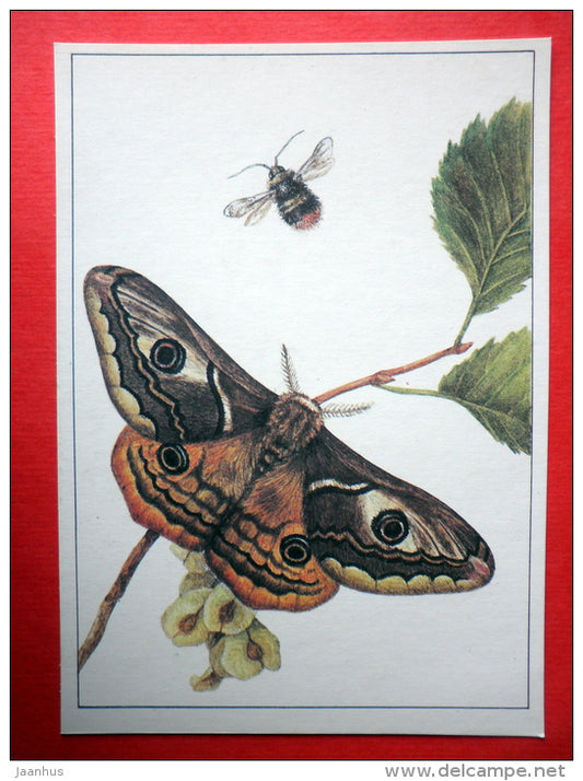 Small Emperor Moth , Saturnia pavonia - Bombus Proteus - insects - 1987 - Russia USSR - unused - JH Postcards