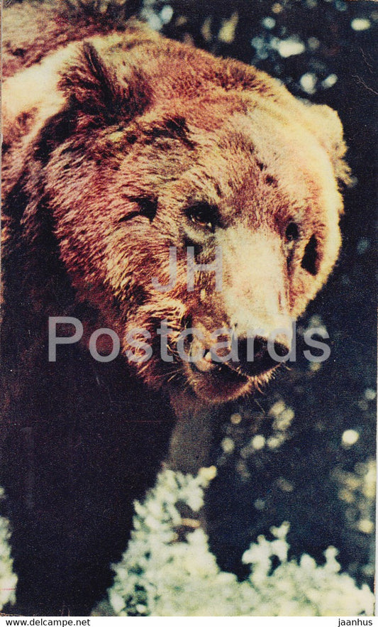 Brown Bear - Ursus arctos - Zabaikalie - animals - 1970 - Russia USSR - unused - JH Postcards