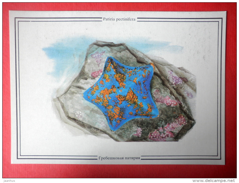 Blue Bat Star , Patiria pectinifera - starfish - Sealife - 1989 - Russia USSR - unused - JH Postcards