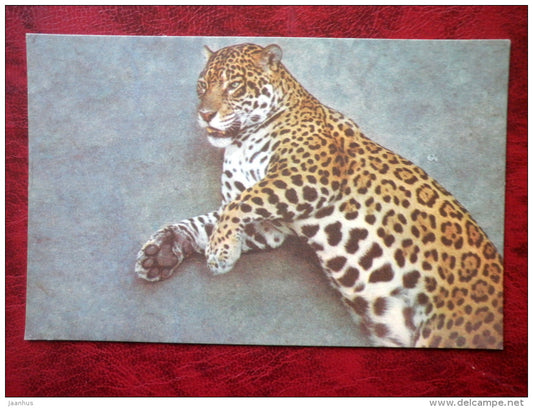 Jaguar - Riga Zoo - animals - 1980 - Latvia USSR - unused - JH Postcards