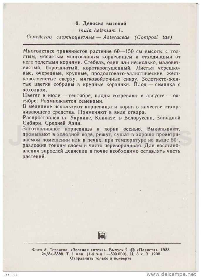 Elecampane - Inula helenium - Medicinal Plants - 1983 - Russia USSR - unused - JH Postcards