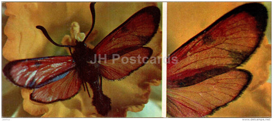 Zygaena cambysea - moth - butterfly - 1976 - Russia USSR - unused - JH Postcards