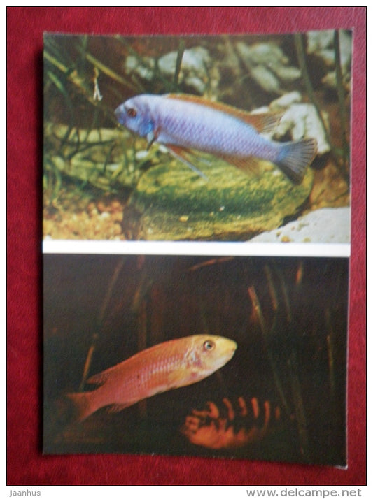 Scrapermouth mbuna - Labeotropheus trewavasae - aquarium fishes - 1982 - Russia USSR - unused - JH Postcards