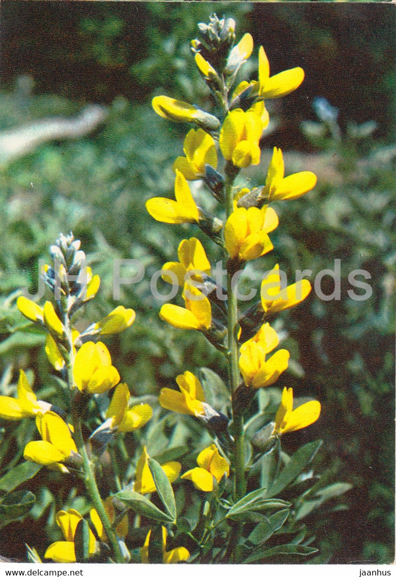 Tapered False Lupin - Thermopsis lanceolata - Medicinal Plants - 1980 - Russia USSR - unused - JH Postcards