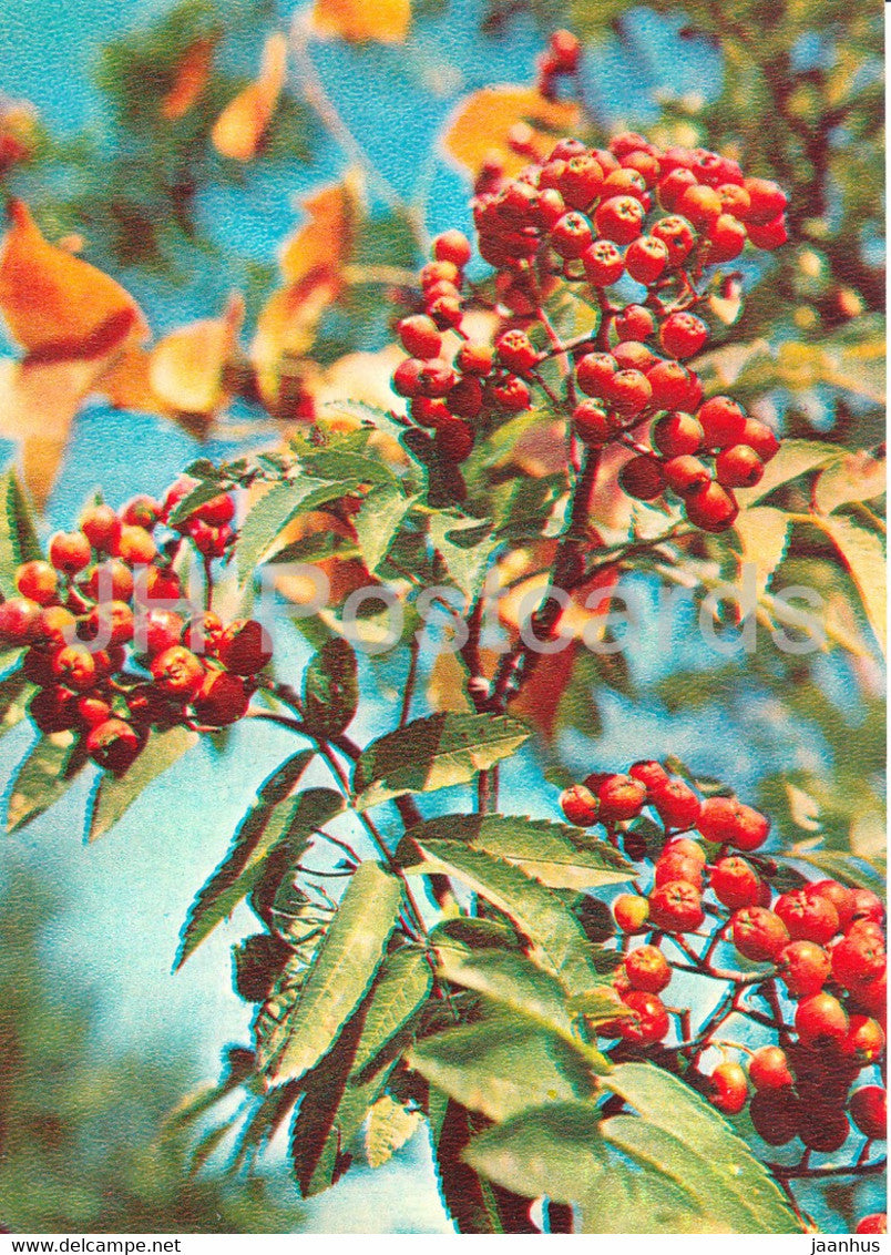 Rowan - Sorbus aucuparia - Medicinal Plants - 1981 - Russia USSR - unused - JH Postcards