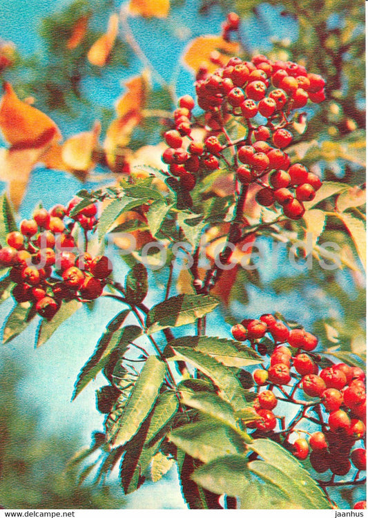 Rowan - Sorbus aucuparia - Medicinal Plants - 1981 - Russia USSR - unused - JH Postcards