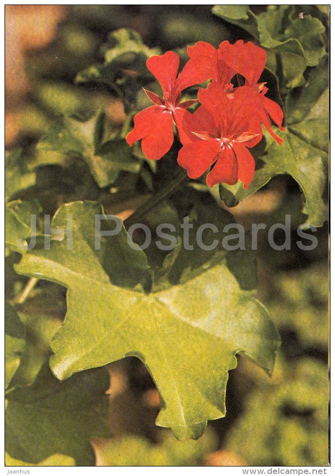 Luisenhof Rot - flowers - Geranium - 1985 - Czech - Czechoslovakia - unused - JH Postcards