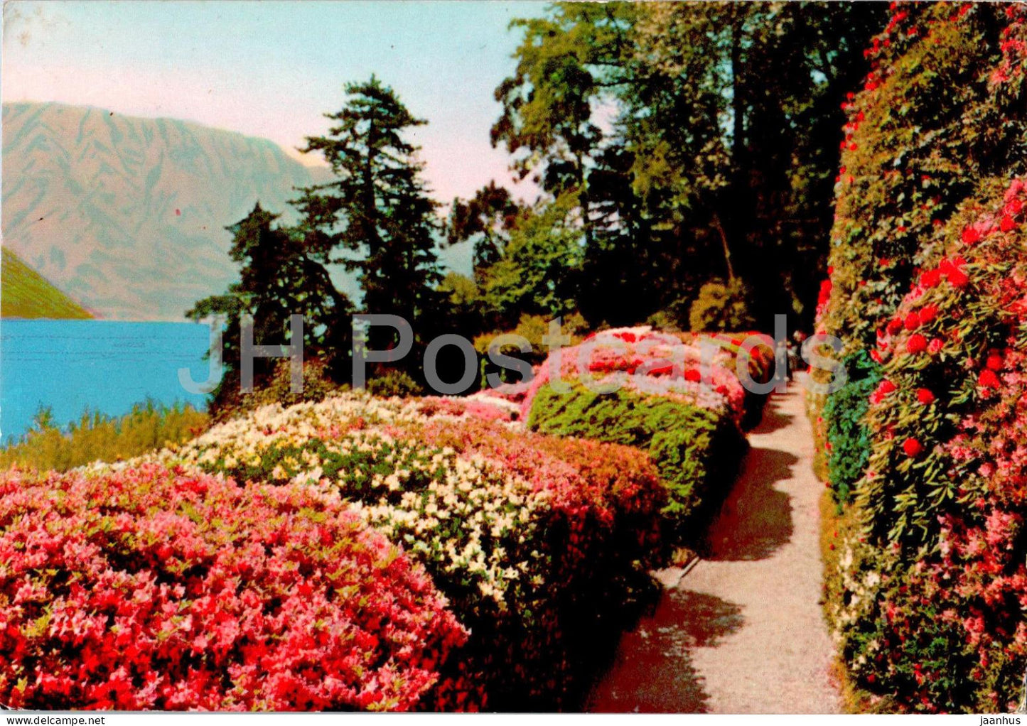 La go di Como - Villa Carlotta - Azalee in fiore - Como lake - blossom - 10 - Italy - used - JH Postcards