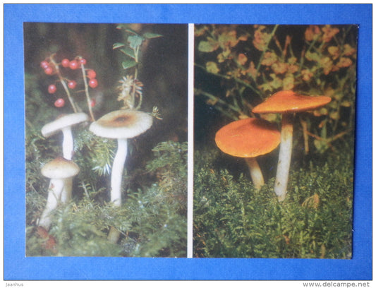 Orange Webcap - Cortinarius mucosus - Wax Cap - Hygrophorus olivaceoalbus - mushrooms - 1976 - Estonia USSR - unused - JH Postcards
