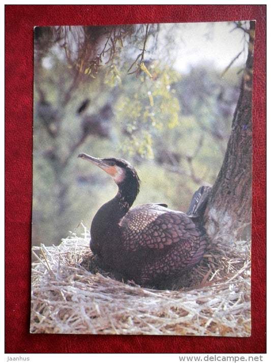 Morning in the forest - Birds - 1980 - Russia USSR - unused - JH Postcards