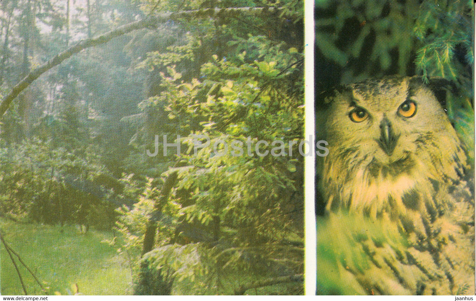 Belovezhskaya Pushcha National Park - In the Puscha thickets  - Eurasian eagle-owl - 1981 - Berarus USSR - unused - JH Postcards