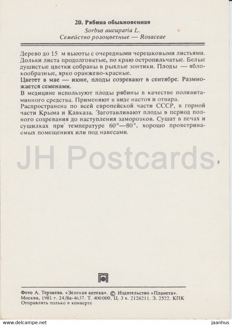 Rowan - Sorbus aucuparia - Heilpflanzen - 1981 - Russland UdSSR - unbenutzt