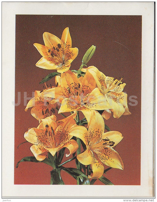 mini Birthday greeting card - yellow lily - flowers - 1989 - Estonia USSR - unused - JH Postcards