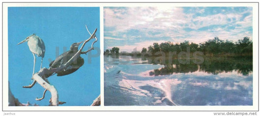 in the Astrakhan Nature Reserve - birds - Astrakhan - 1976 - Russia USSR - unused - JH Postcards