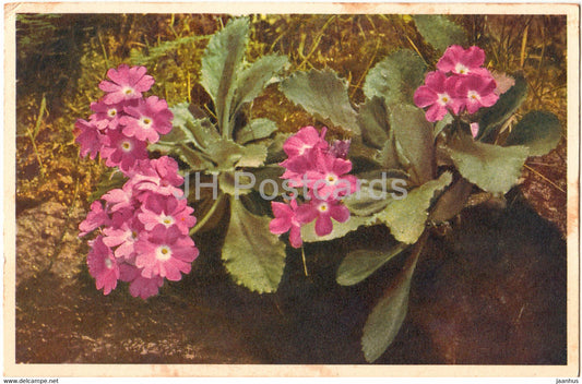 Primula hirsuta - Behaarte Primel - Primevere visqueuse - flowers - 2306 - old postcard - 1947 - Switzerland - used - JH Postcards