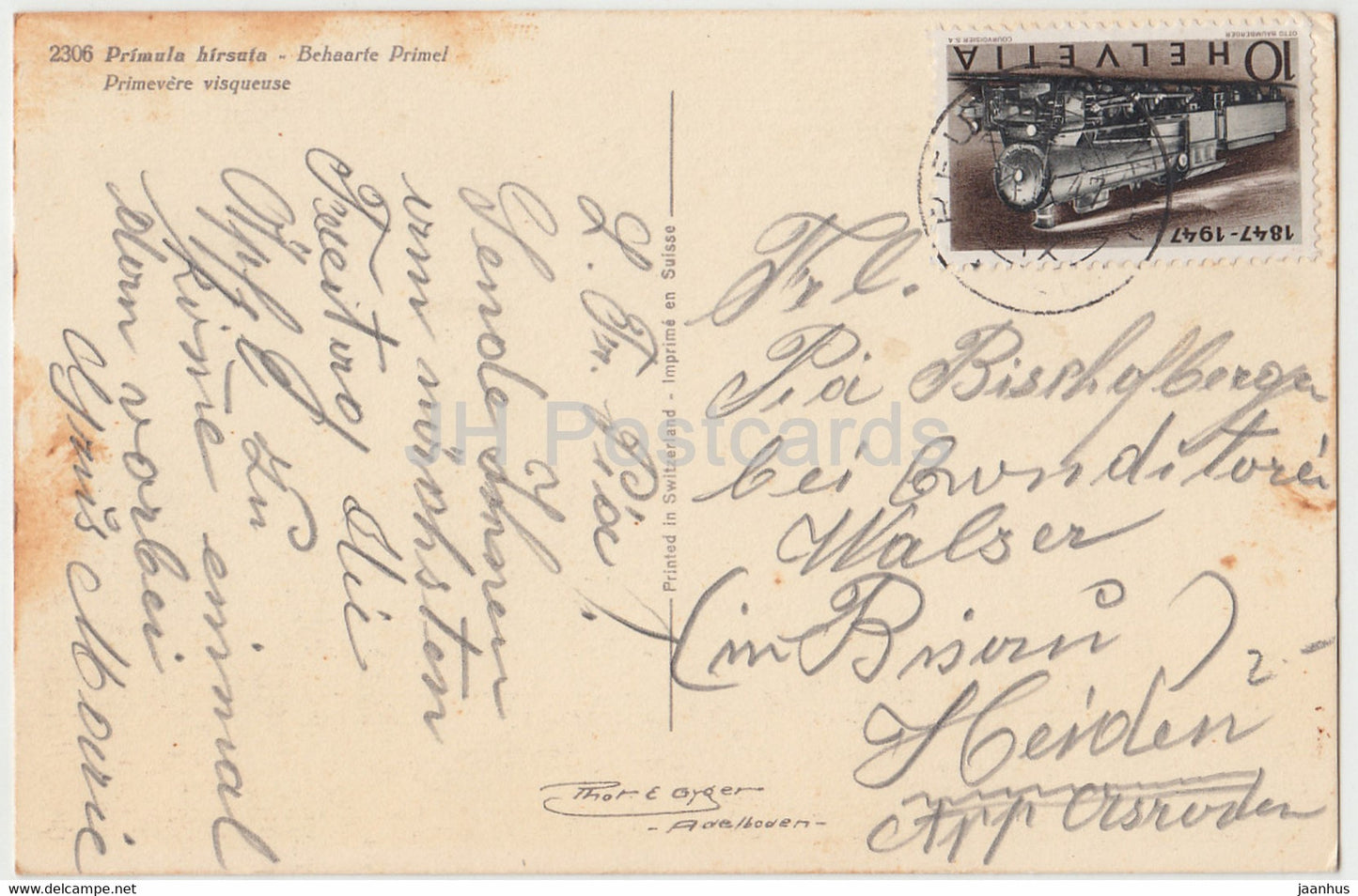 Primula hirsuta - Behaarte Primel - Primevere visqueuse - flowers - 2306 - old postcard - 1947 - Switzerland - used