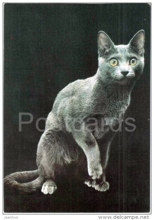 Russian Blue Cat - Cat - 1991 - Russia USSR - unused - JH Postcards
