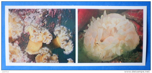 Plumose anemones , Metridium - Japanese sea - 1977 - Russia USSR - unused - JH Postcards