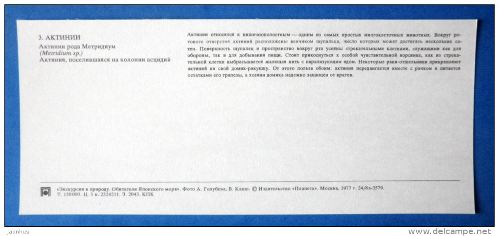 Plumose anemones , Metridium - Japanese sea - 1977 - Russia USSR - unused - JH Postcards