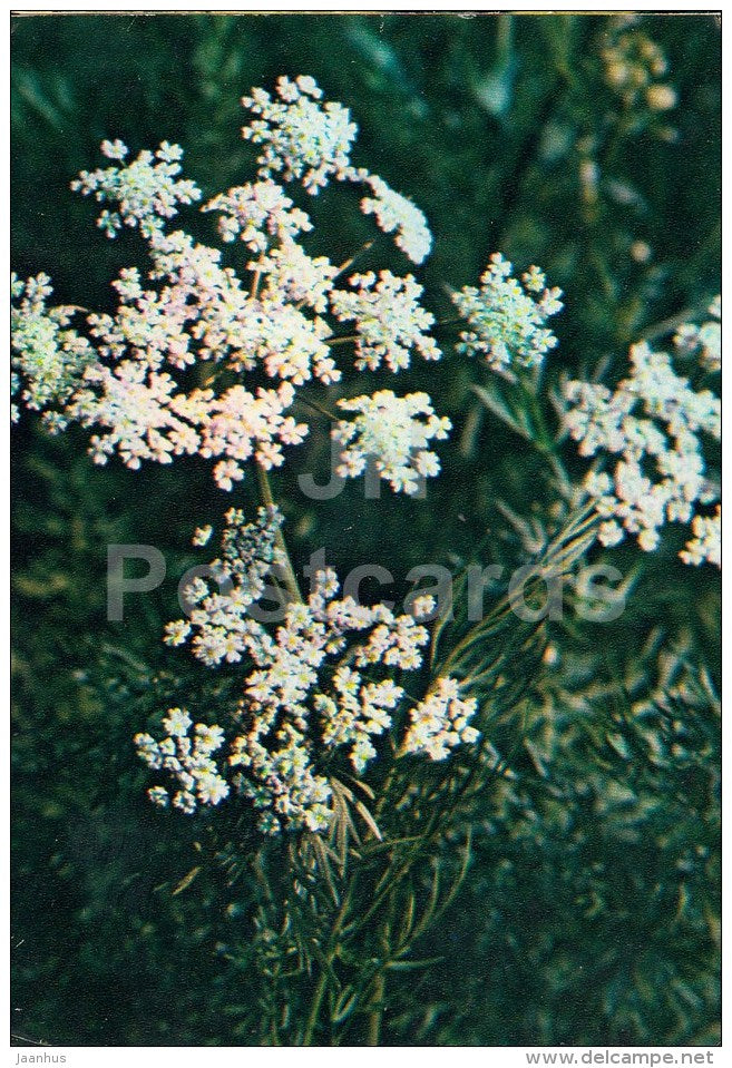 Caraway - Carum carvi - Medicinal Plants - 1983 - Russia USSR - unused - JH Postcards