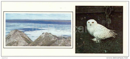 Snowy owl , Nyctea scandiaca - birds - 1986 - Russia USSR - unused - JH Postcards