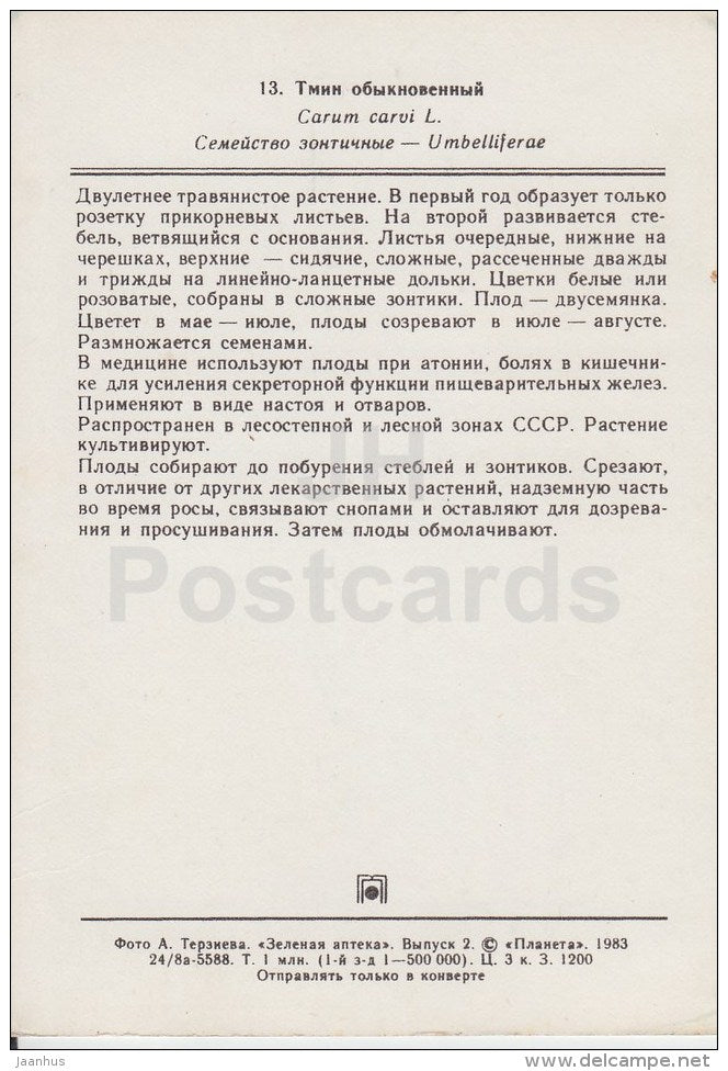 Caraway - Carum carvi - Medicinal Plants - 1983 - Russia USSR - unused - JH Postcards