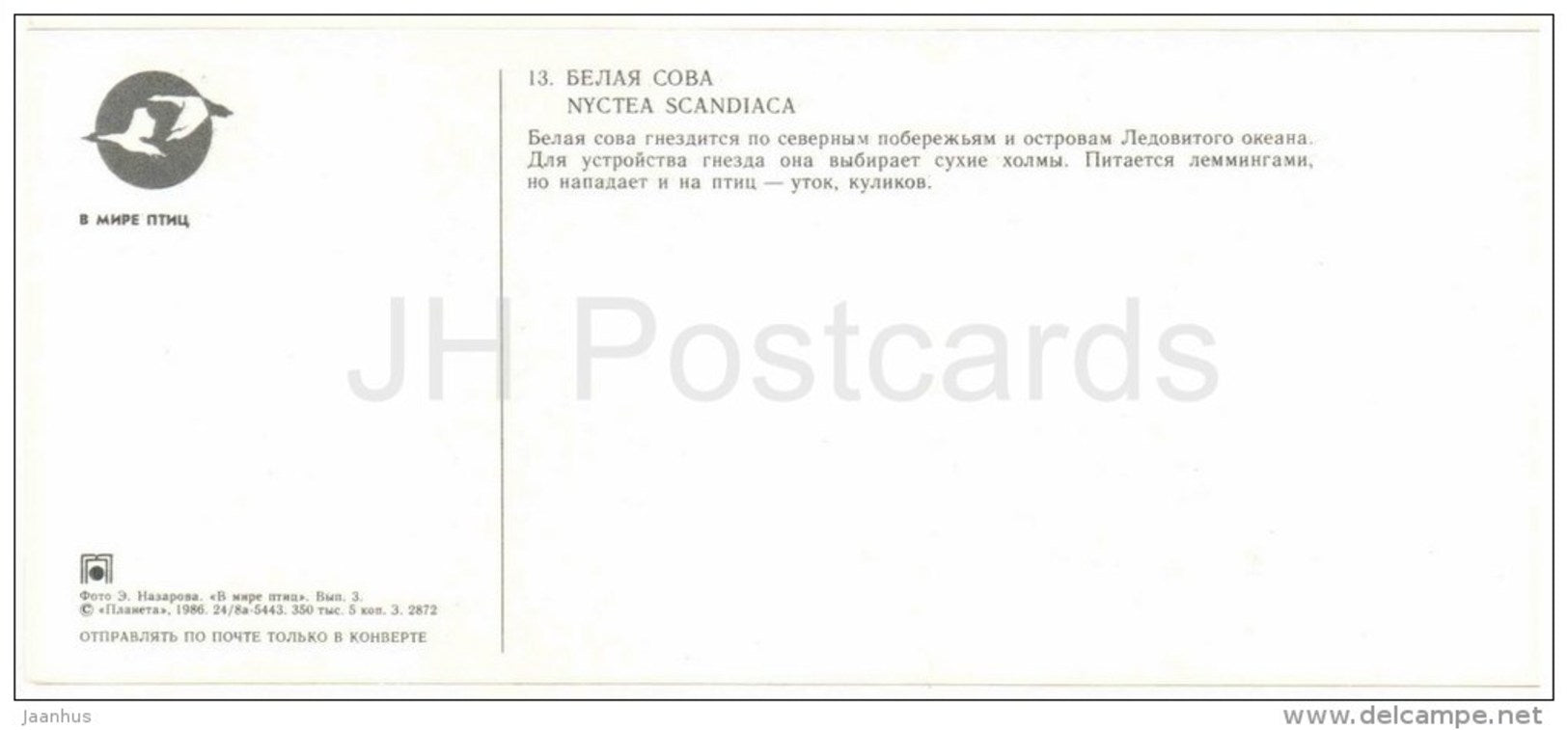 Snowy owl , Nyctea scandiaca - birds - 1986 - Russia USSR - unused - JH Postcards