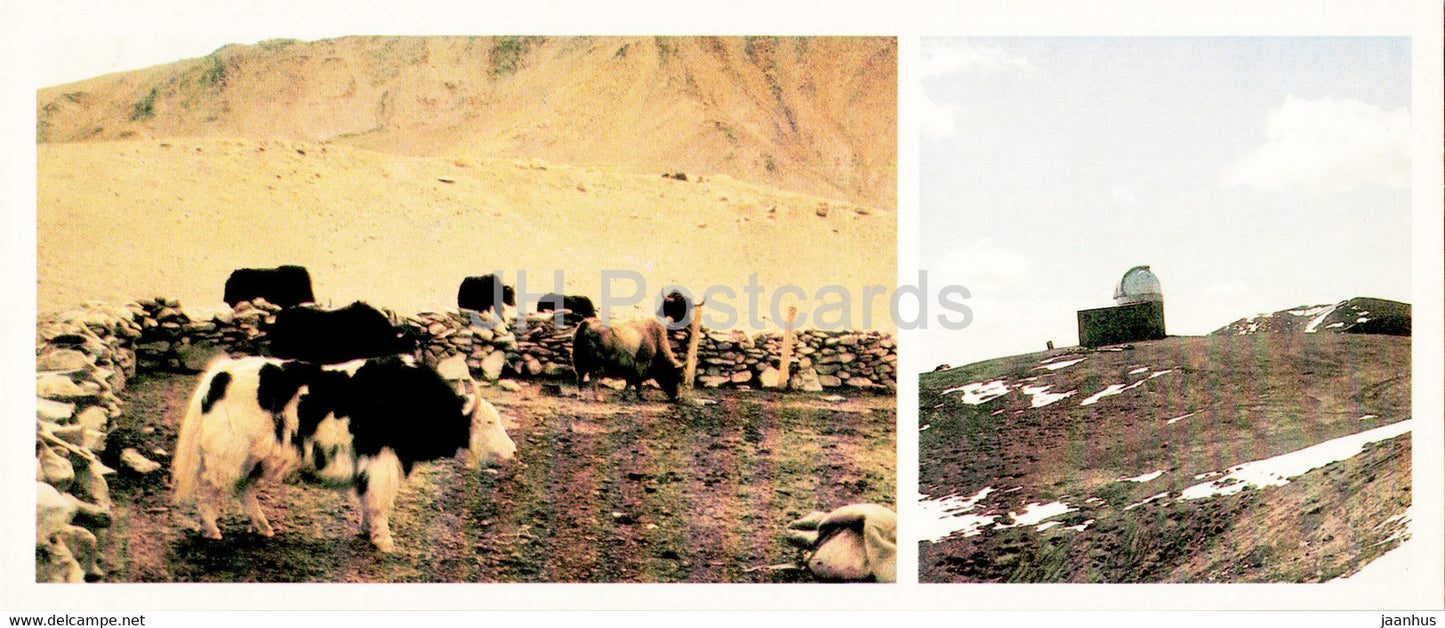 Pamir - Gorno-Badakhshan - herd of yaks - observatory - 1985 - Tajikistan USSR - unused - JH Postcards