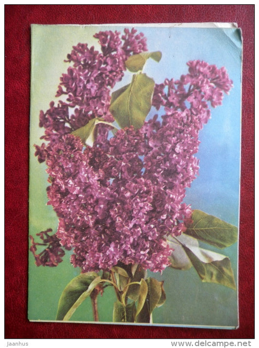 telegram - lilac - flowers - 1978 - Russia USSR - used - JH Postcards