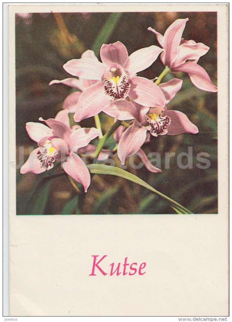 Inviting Card - flowers - orchid - 1985 - Estonia USSR - used - JH Postcards