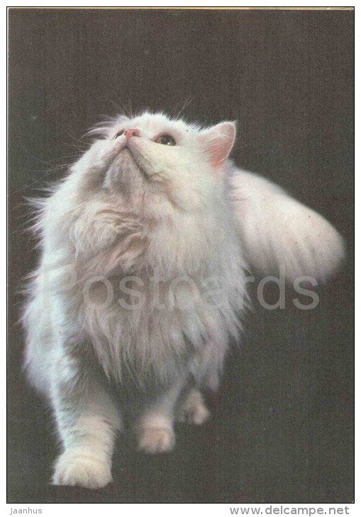 Persian White Cat with orange eyes - Cat - 1991 - Russia USSR - unused - JH Postcards