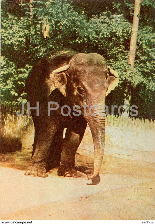 Asian elephant - Elephas maximus - Riga Zoo - old postcard - Latvia USSR - unused - JH Postcards