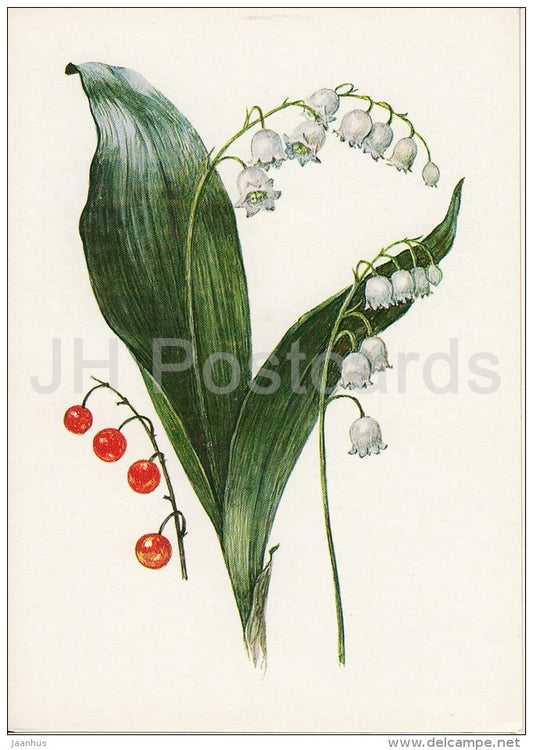 Lily of the valley - Convallaria majalis - Plants under protection - 1981 - Russia USSR - unused - JH Postcards