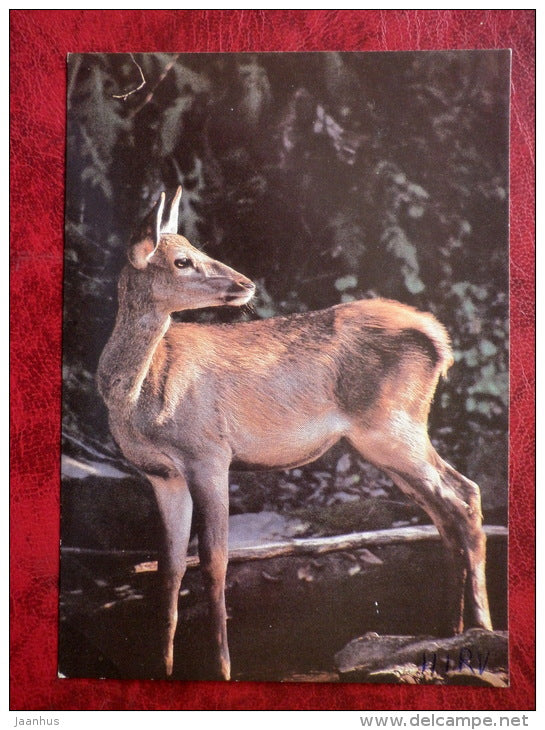 Fawn - animals - 1989 - Russia - USSR - used - JH Postcards