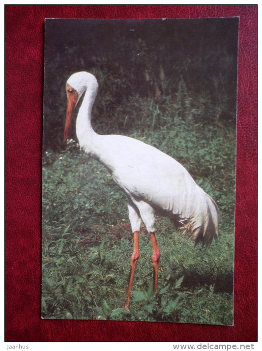 Siberian Crane - Grus leucogeranus - Birds - 1984 - Russia USSR - unused - JH Postcards