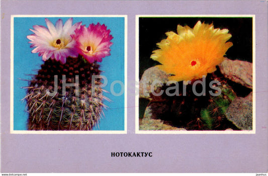 Notocactus - cacti - cactus - flowers - 1977 - Ukraine USSR - unused - JH Postcards