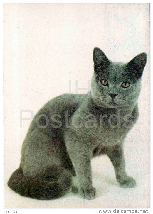 British Blue Cat - Shorthair - Cat - 1991 - Russia USSR - unused - JH Postcards