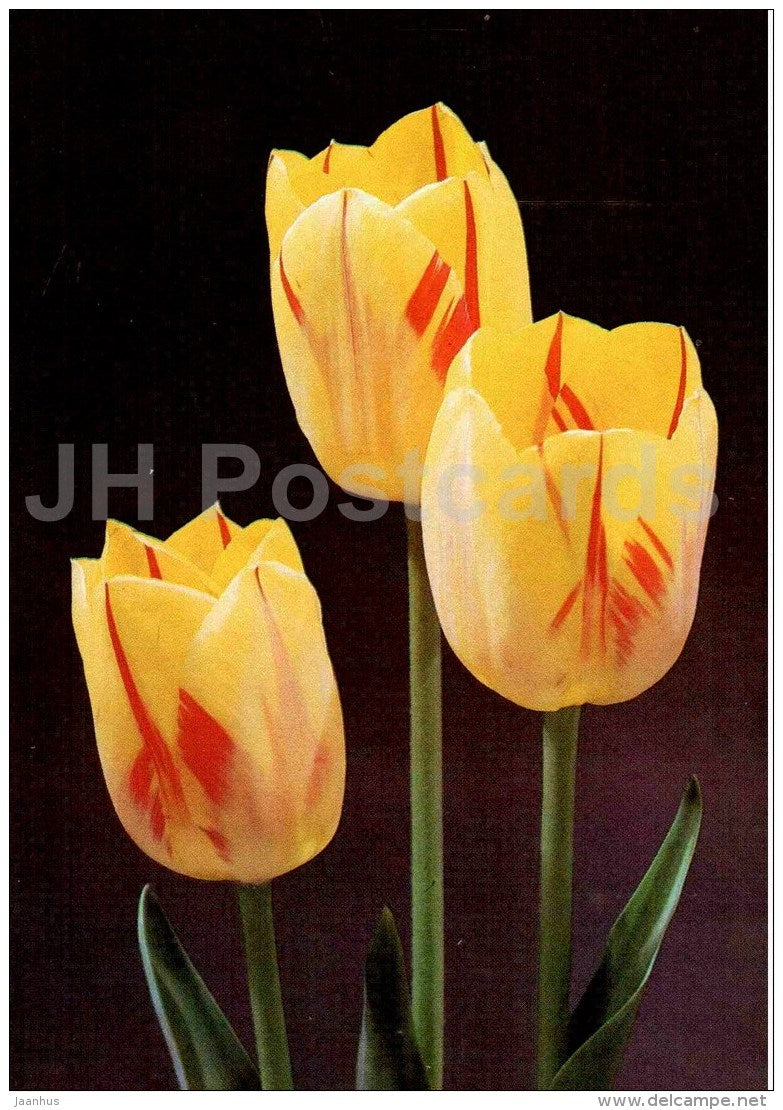 Olympic Flame - Tulip - 1986 - Russia USSR - unused - JH Postcards