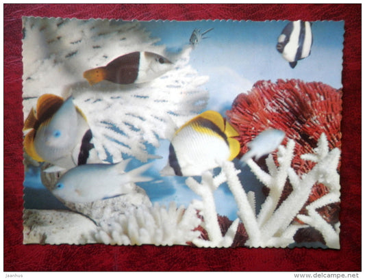 Tropical fish and coral - Great Barrier Reef - fishes - North Queensland - Australia - unused - JH Postcards
