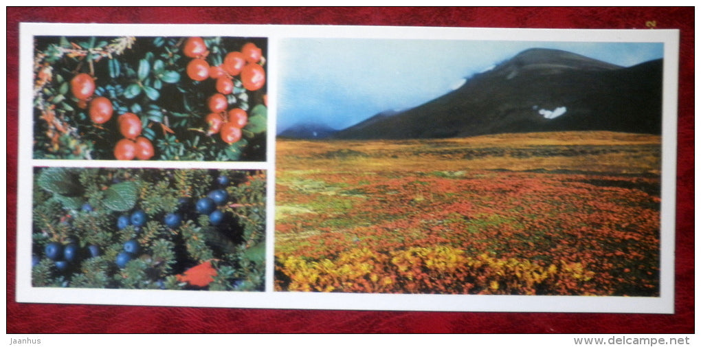 Shiksha blueberries cranberries - Komandorski Commander islands - 1975 - Russia USSR - unused - JH Postcards