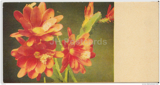 mini Birthday greeting card - Phyllocactus - cactus - flowers - 1968 - Estonia USSR - unused - JH Postcards