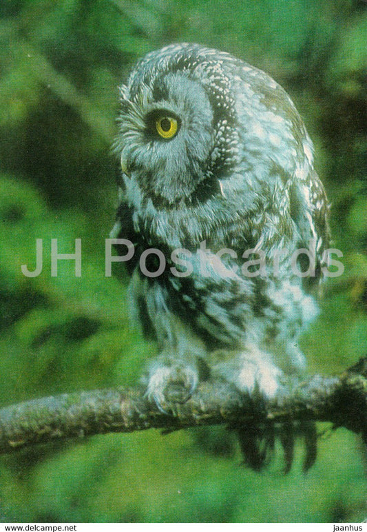 Boreal owl - Aegolius funereus - birds - Latvia USSR - unused - JH Postcards