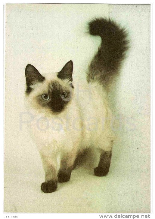 Balinese Cat - Cat - 1991 - Russia USSR - unused - JH Postcards