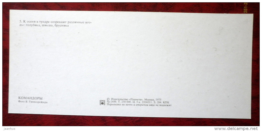 Shiksha blueberries cranberries - Komandorski Commander islands - 1975 - Russia USSR - unused - JH Postcards